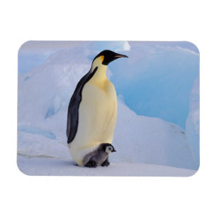 Imán Pingüino Emperador   Aptenodytes