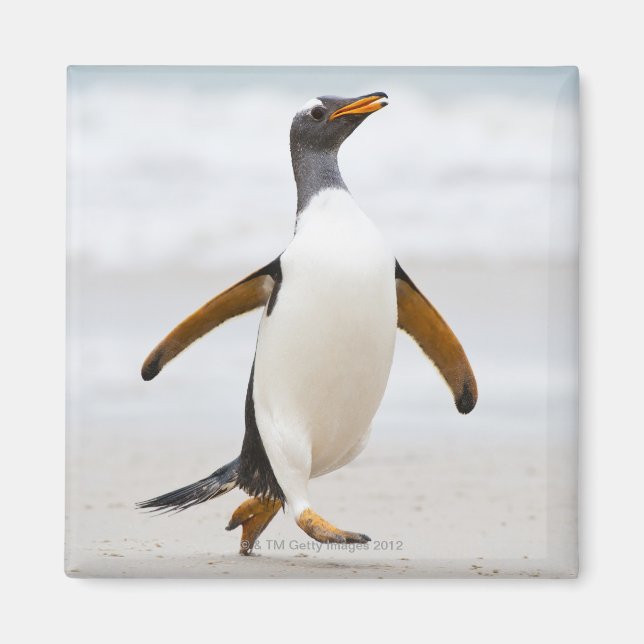 Imán Pingüino Gentoo (Frente)