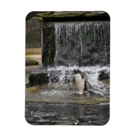 Imán Pingüino Gentoo y amigos Zoológico de Edimburgo Es