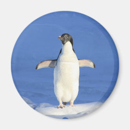 Imán Pingüino gracioso en foto de hielo