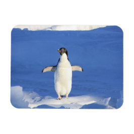 Imán Pingüino gracioso en foto de hielo