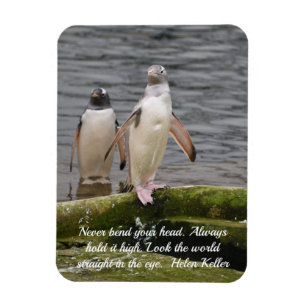 Imán Pingüino Gris del Zoológico de Edimburgo Escocia
