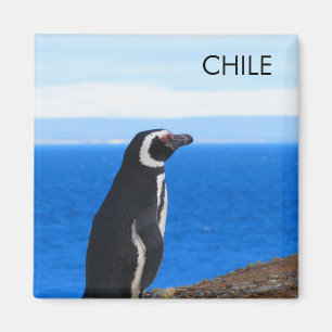 Imán Pingüino Magnet Patagonia Chile