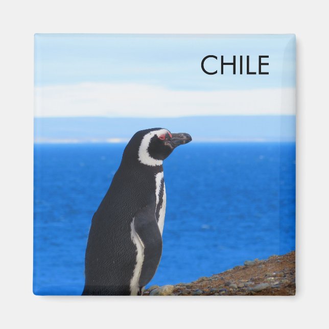 Imán Pingüino Magnet Patagonia Chile (Frente)