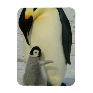 Imán Pingüino mirando a polluelo