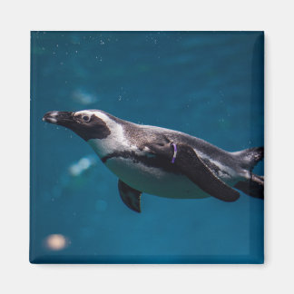 Imán Pingüino nadando en el mar.