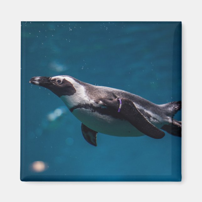 Imán Pingüino nadando en el mar. (Frente)