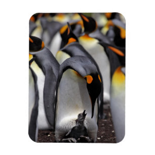Imán Pingüino rey con pollo
