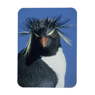 Imán Pingüino saltarrocas (Eudyptes chrysocome)