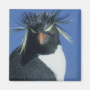 Imán Pingüino Saltarrocas (Eudyptes chrysocome)