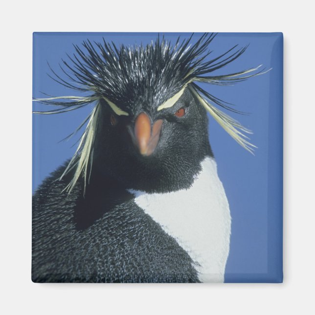 Imán Pingüino Saltarrocas (Eudyptes chrysocome) (Frente)