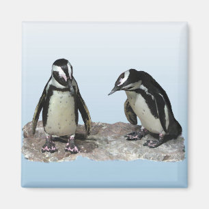 Imán Pingüinos