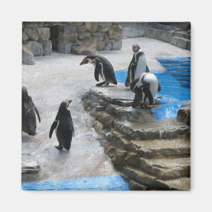 Imán Pingüinos