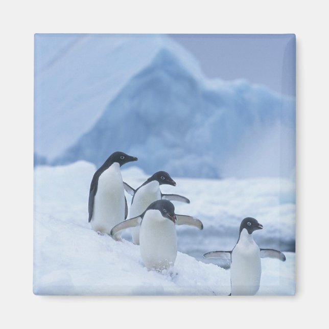 Imán Pingüinos Adelia (Pygoscelis adeliae) en hielo, (Frente)
