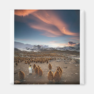 Imán Pingüinos al atardecer
