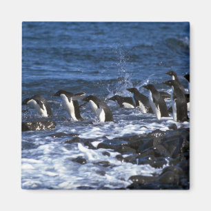 Imán Pingüinos de Adelie