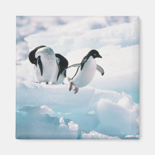 Imán Pingüinos de Adelie (adeliae) del pygoscelis la
