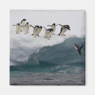 Imán Pingüinos de Adelie que se zambullen en el mar