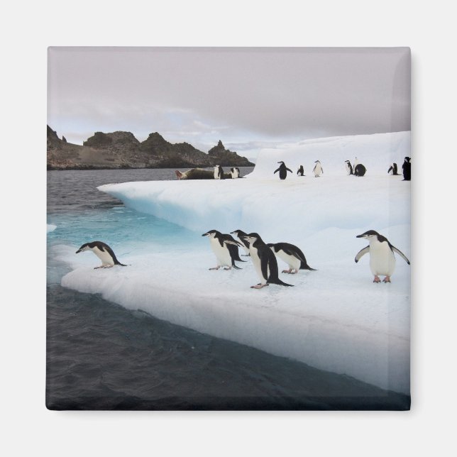 Imán Pingüinos de barbijo (Frente)