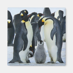 Imán Pingüinos de emperador