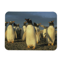 Pingüinos de Gentoo, (Pygoscelis papua), Falkland