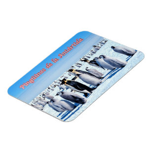 Imán Pingüinos de la Antártida -