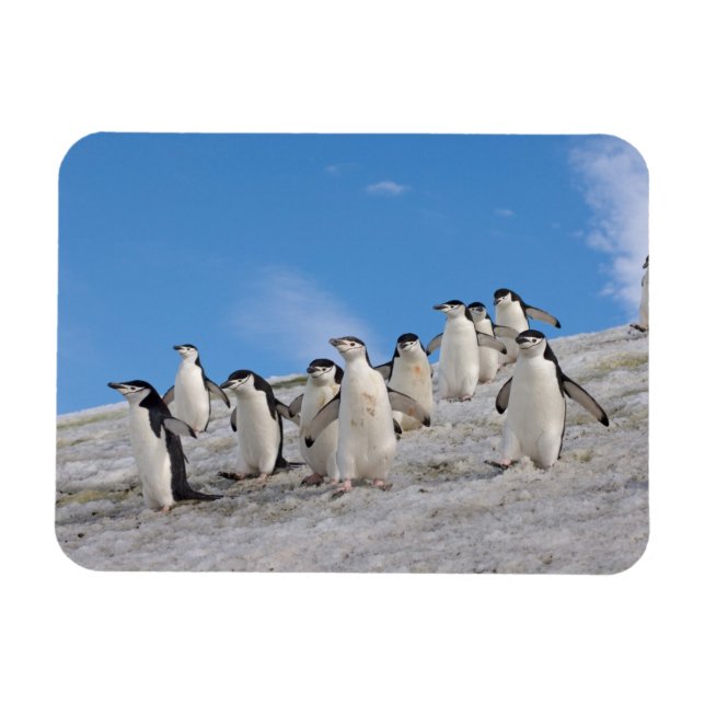 Imán Pingüinos de la Antártida | Pygoscelis Antarctica (Horizontal)