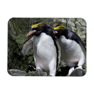 Imán Pingüinos de los macarrones, Georgia del sur