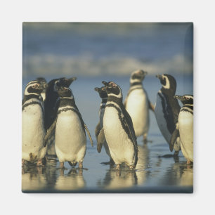 Imán Pingüinos de Magallanes, Spheniscus