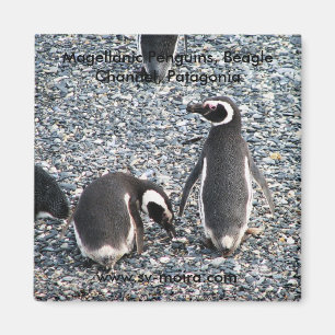 Imán Pingüinos de Magellanic, canal del beagle,