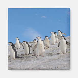Imán Pingüinos de Penacho Amarillo Pygoscelis Antarct
