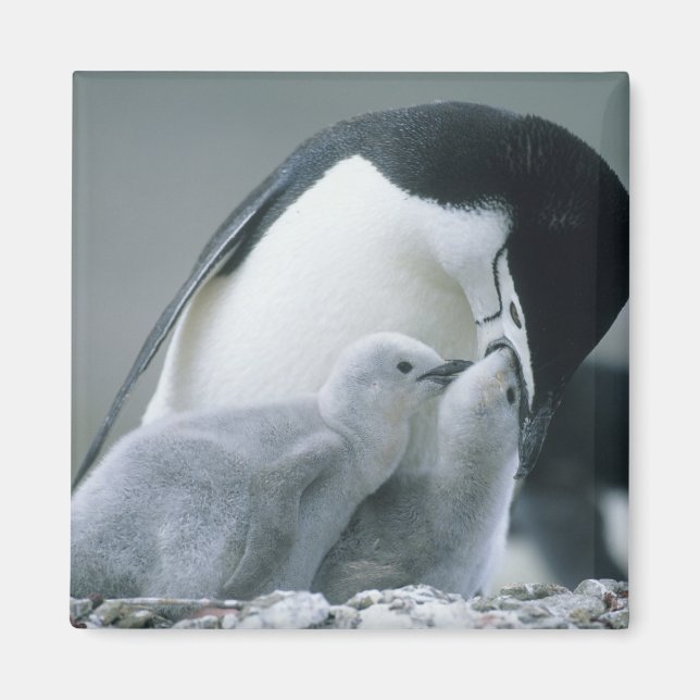 Imán Pingüinos de Penacho Blanco, Pygoscelis antarctica (Frente)