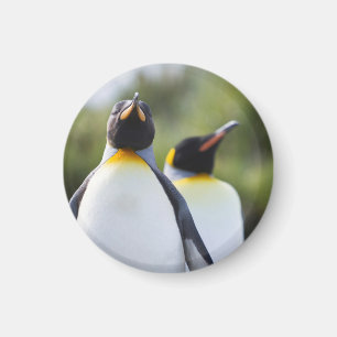 Imán Pingüinos de rey