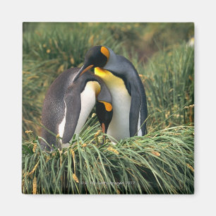 Imán Pingüinos de rey nuzzling