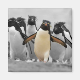 Imán Pingüinos de Rockhopper