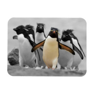 Imán Pingüinos de Rockhopper