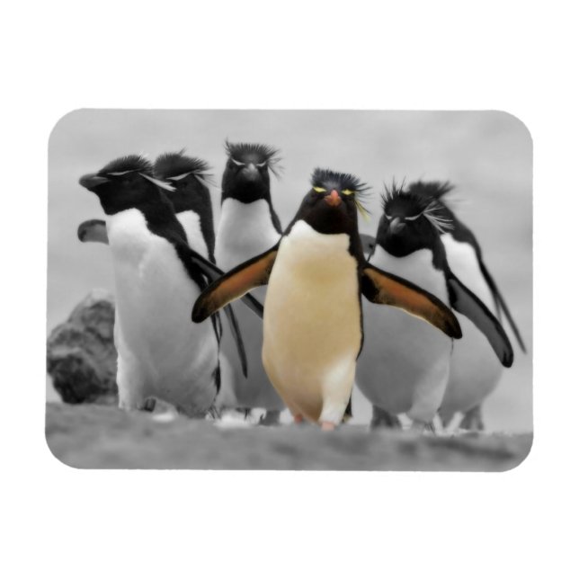 Imán Pingüinos de Rockhopper (Horizontal)