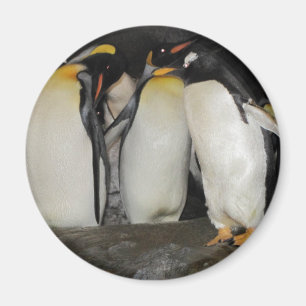 Imán Pingüinos en el parque zoológico