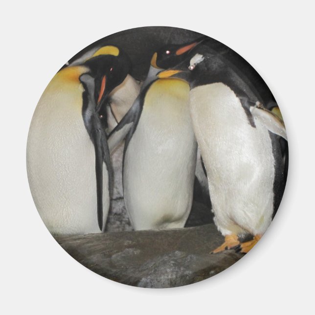 Imán Pingüinos en el zoológico (Frente)