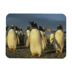 Imán Pingüinos Gentoo, (Papúa Pygoscelis), Malvinas
