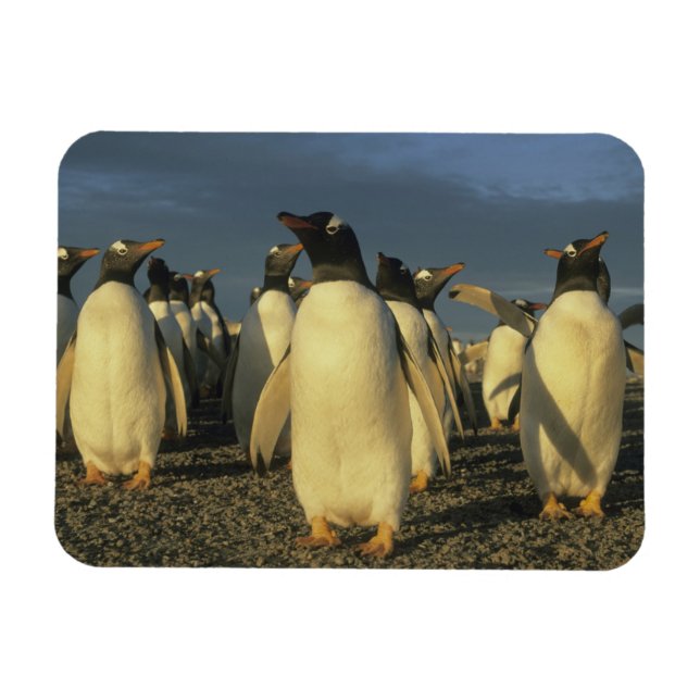 Imán Pingüinos Gentoo, (Papúa Pygoscelis), Malvinas (Horizontal)