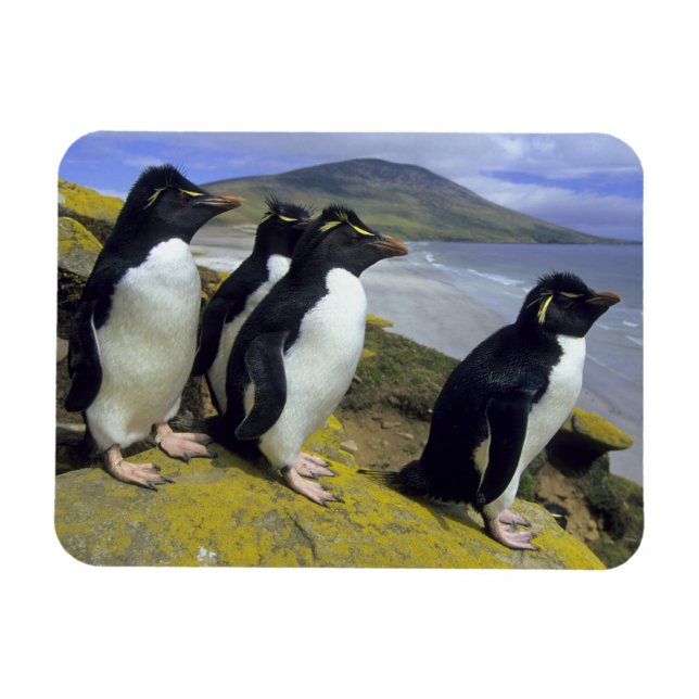 Imán Pingüinos saltarrocas, (Eudyptes chrysocome), (Horizontal)