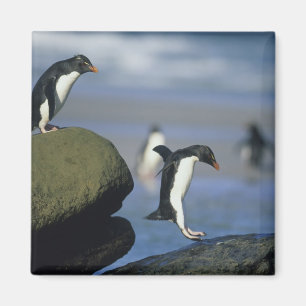 Imán Pingüinos saltarrocas, Eudyptes chrysocome),
