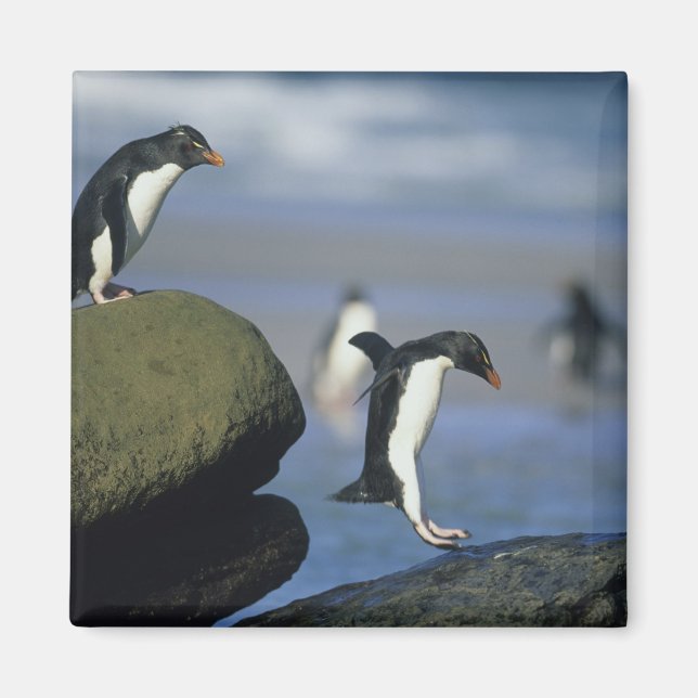 Imán Pingüinos saltarrocas, Eudyptes chrysocome), (Frente)
