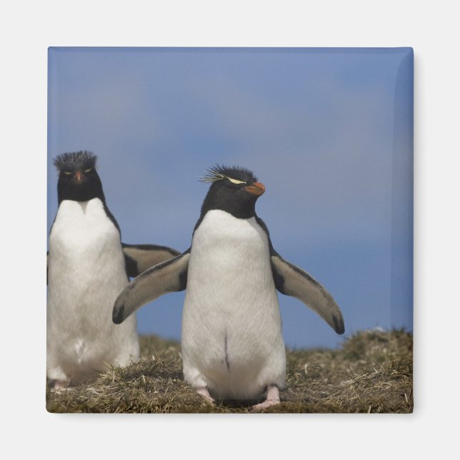 Imán Pingüinos saltarrocas Eudyptes chrysocome (Frente)