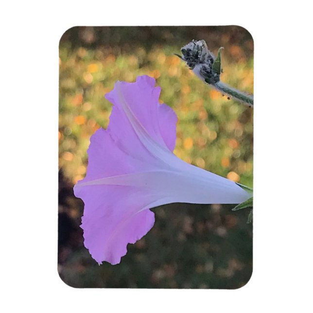 Imán Pink and Gold Sparkle Morning Glory  (Vertical)
