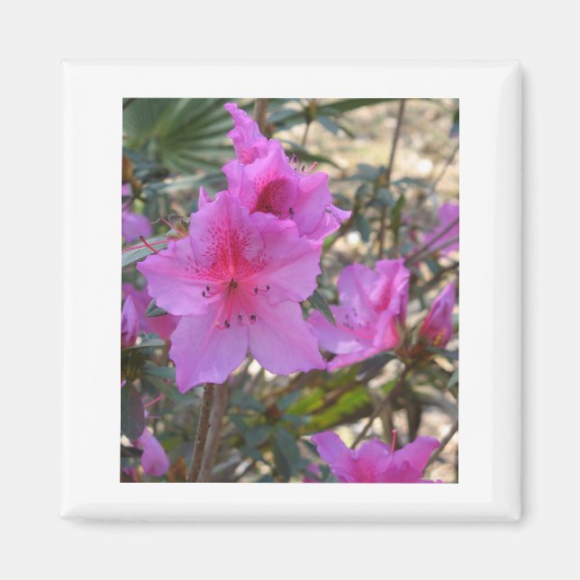 Imán Pink Azaleas Magnet (Frente)