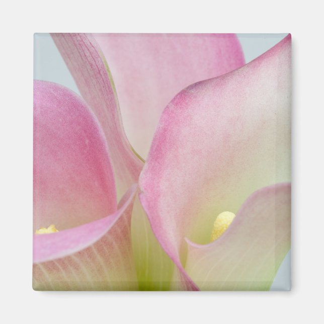 Imán Pink Calla Lilies (Frente)