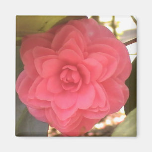 Imán Pink Camellia Magnet