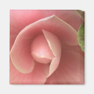 Imán Pink Camellia Magnet